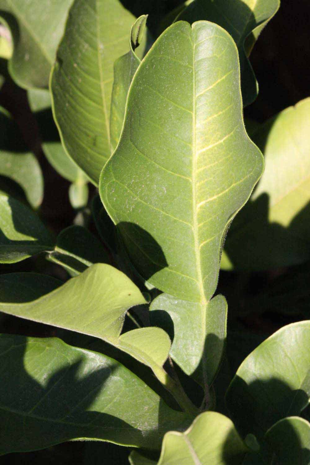              Unifoliolate leaf of  Citrus maxima         (Tahitian,   Riverside, CA)       